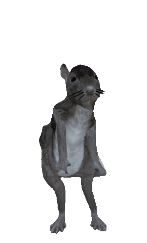 Rat animation